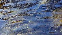 El agua del arroyo canta porque sabe que su destino es volverse inmensidad.