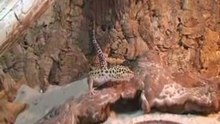 Lezard