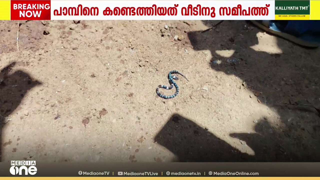 തൃശൂർ കോടാലിയിൽ പാമ്പ് കടിയേറ്റ മരിച്ച ആൽജോയുടെ...