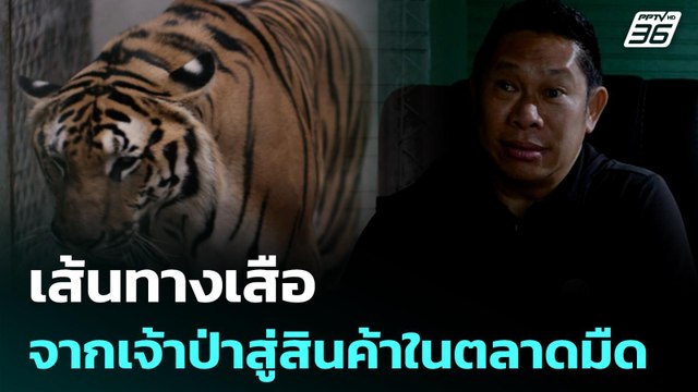 เส้นทางเสือ จากเจ้าป่าสู่สินค้าในตลาดมืด | เที่ยงทันข่าว | 20 เม.ย. 69