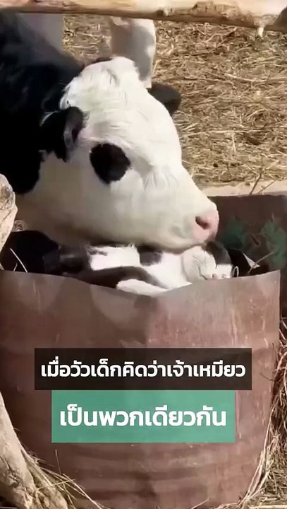 วัวเด็กกับเจ้าเหมียว ลายนี้เหมือนก๊อปปี้กันมา
