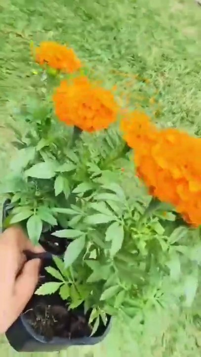 kaway na plant kurab kar dia