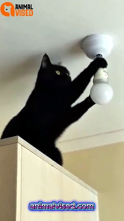 Cat and Monkey Funny (Part 2) 😂🐈🙈 | Hilarious Animal Duo Returns