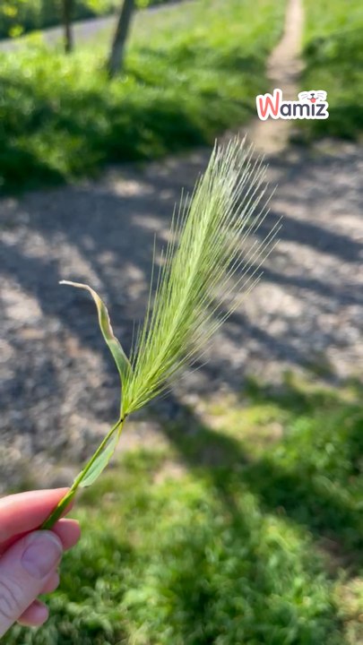 That's how much a grass seed lodged in your pet could cost you.