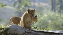 Real-Life Lion King Moment: Cubs Meet Dad, Completing the Pride