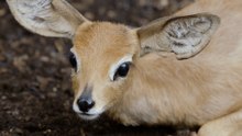 A day in the life of caring for hoofed baby animals