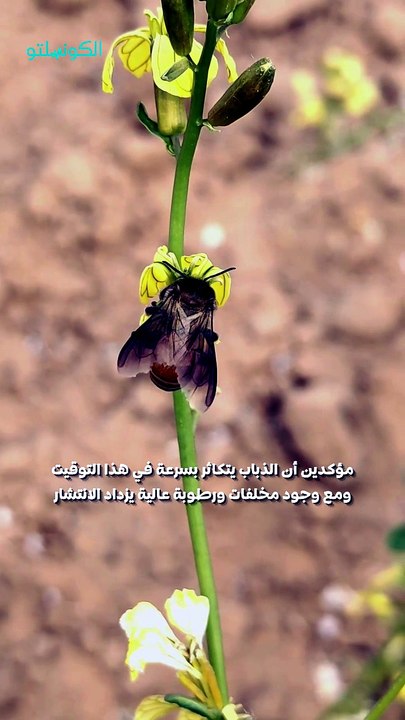 الذباب الناقل للأمراض يضرب مصر.. ما حقيقة الأمر؟