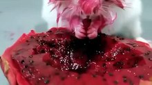 Hamster having a dragon fruit party