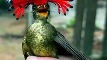 The Amazonian royal flycatcher with its crest display
