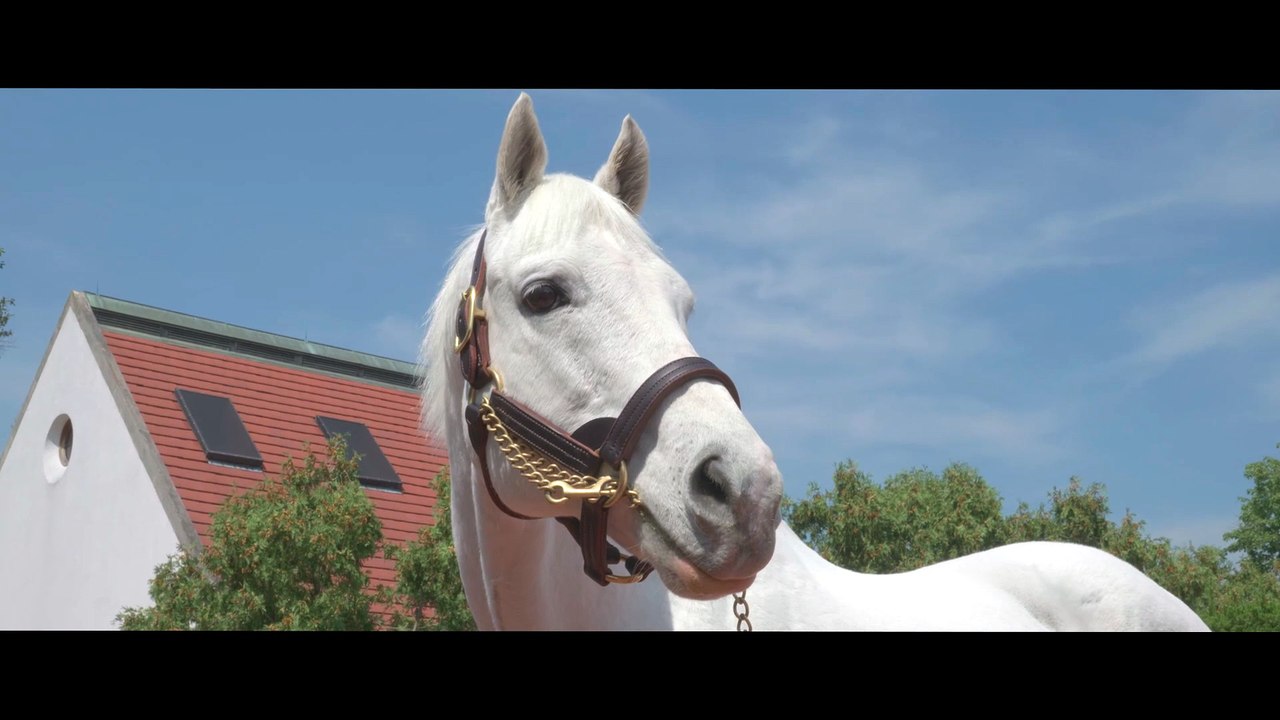 Gainesway - Tapit