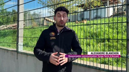 4 nouvelles lionnes de cirque c&eacute;d&eacute;es &agrave; Tonga Terre d&rsquo;Accueil