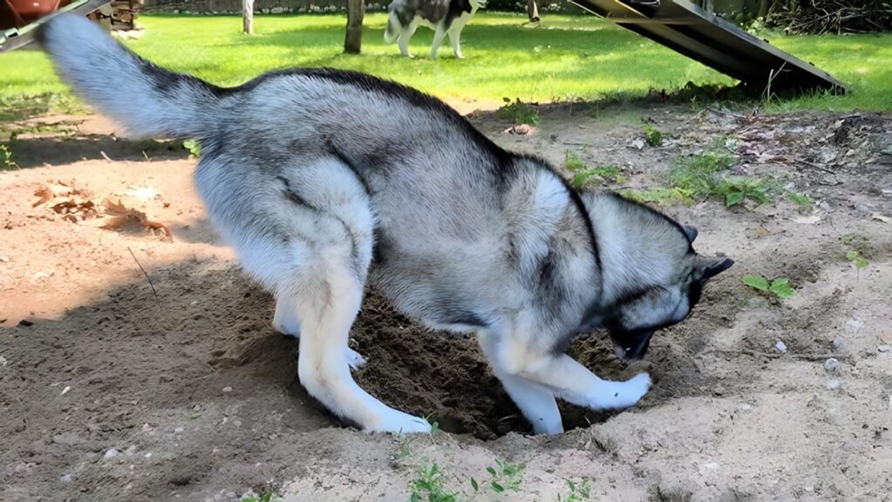 Meet the dogs that turn homes upside down