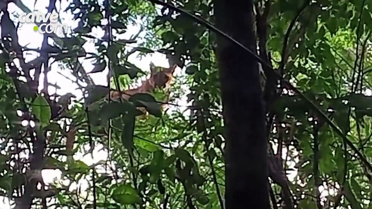 Onça-parda é vista em árvore de sítio no Oeste do Paraná