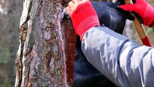 Healing the hollows of trees