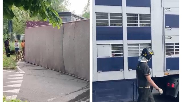 Bologna, si ribalta un camion di maiali. L'intervento dei vigili del fuoco e dei veterinari per mettere in salvo gli animali