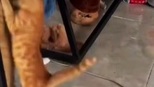 Top 4 Funniest Cat Encounters with Glass and Mirrors