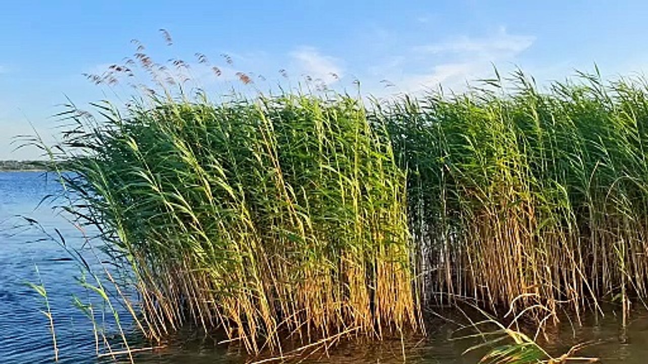 Lakeside Reeds at Sunset