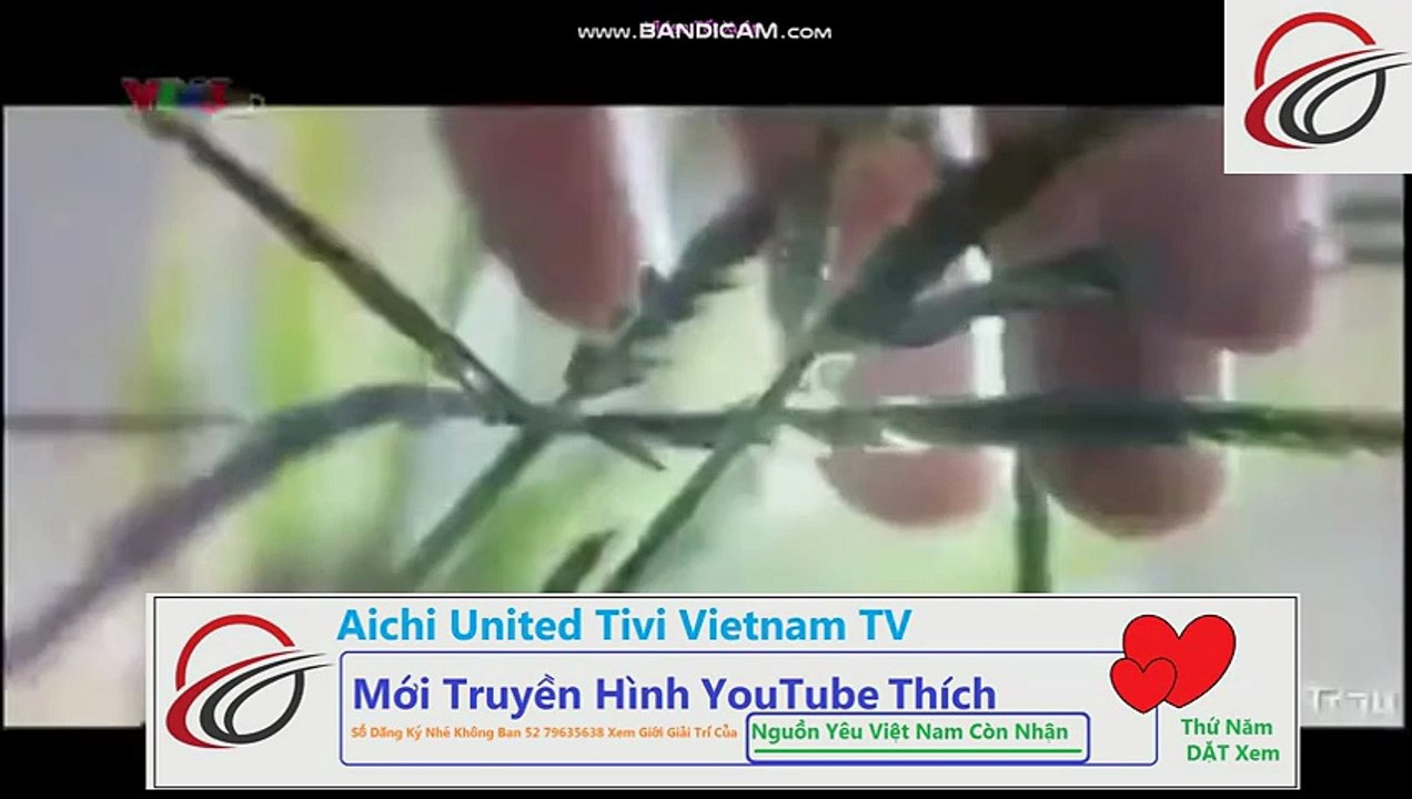 QUANG CAO DAU GOI THAI DUONG 3