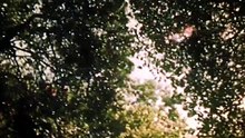What's The Oldest Tree On Earth?