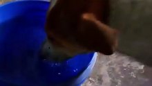 Adorable Dog Drinking Water
