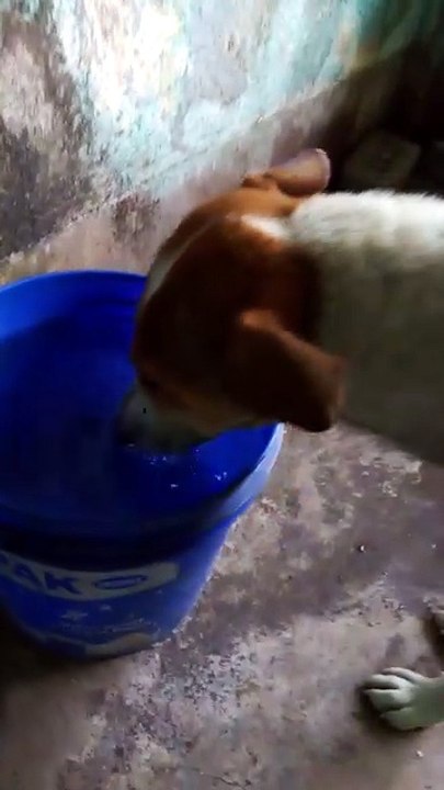 Adorable Dog Drinking Water