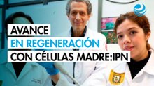 IPN avanza en la regeneración de huesos, cartílago y tejido muscular por medio de células madre