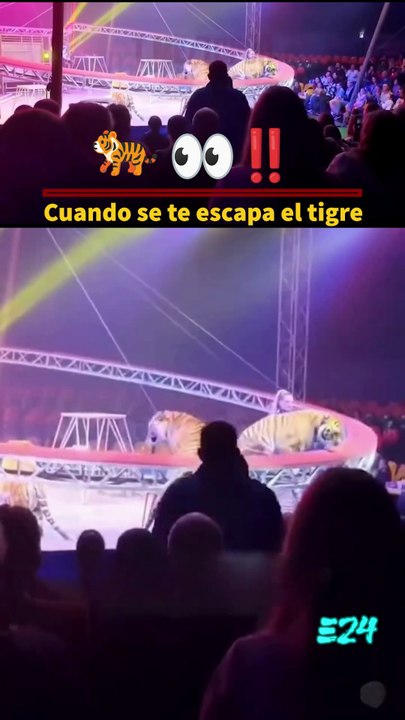 Cuando se te escapa el tigre 🐅👀 When the tiger escapes.