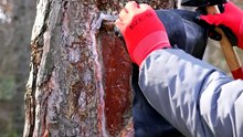 Healing the hollows of trees