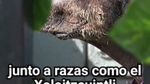 Perro Caramelo es reconocido como raza oficial en México por la PROPAEM