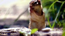 سنجاب صغير في الغابة 🌰 لحظات لطيفة مع الطبيعة 🐿️✨