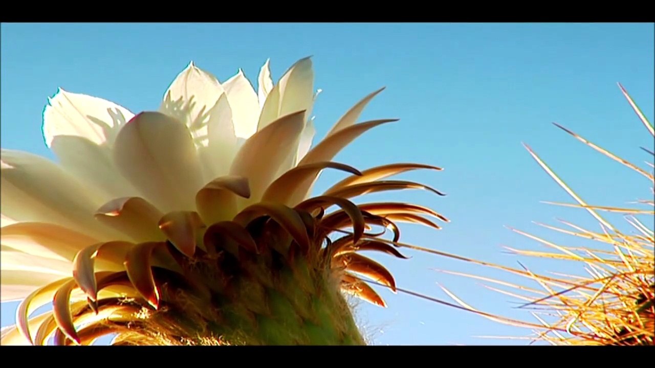 MONIKA MARTIN — Der verlorene Sohn ● 【„Das Beste von Monika Martin – ganz persönlich“】 「2020」