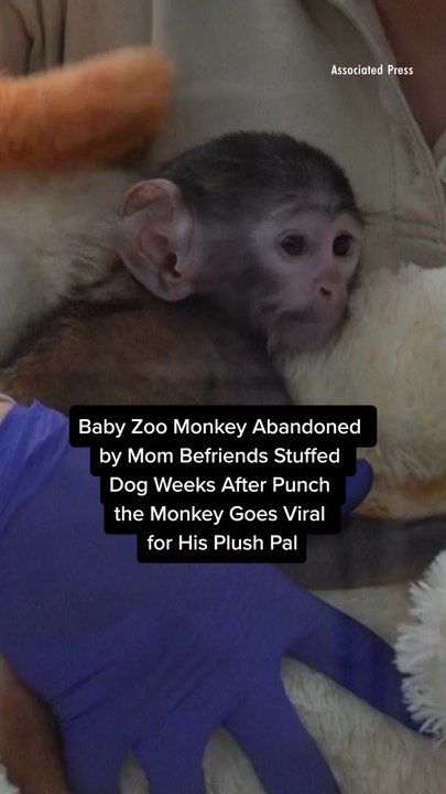 Baby Zoo Monkey Abandoned by Mom Befriends Stuffed Dog Weeks After Punch the Monkey Goes Viral for His Plush Pal