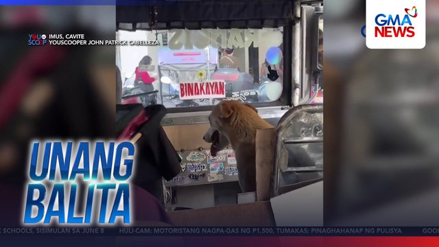 Furbaby na kasamang pumapasada ng isang tsuper, kinagigiliwan online | Unang Balita