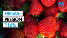 ¿Aranceles del 116% en la frontera o un acuerdo de suspensión para evitar crisis de las fresas?