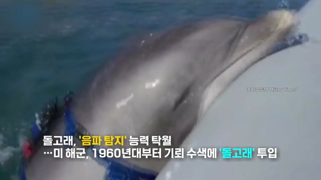 미 해군, 기뢰 제거 작전에 '해상 드론' 사용...돌고래도 투입? [앵커리포트] / YTN