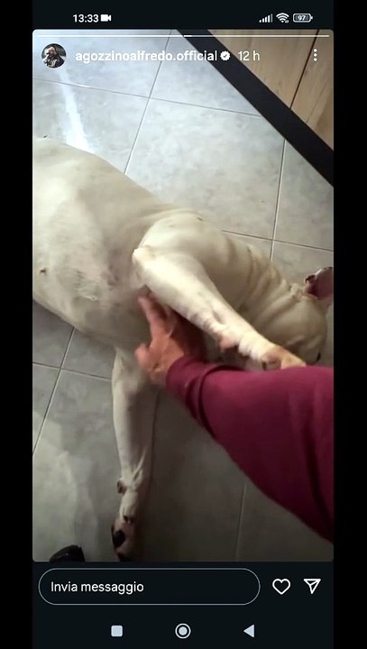 Agozzino Alfredo story con i suoi amici cani