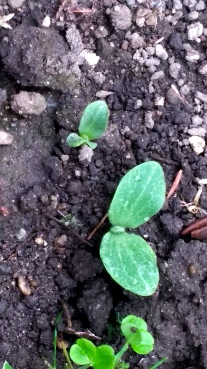 カボチャの芽が出てきました