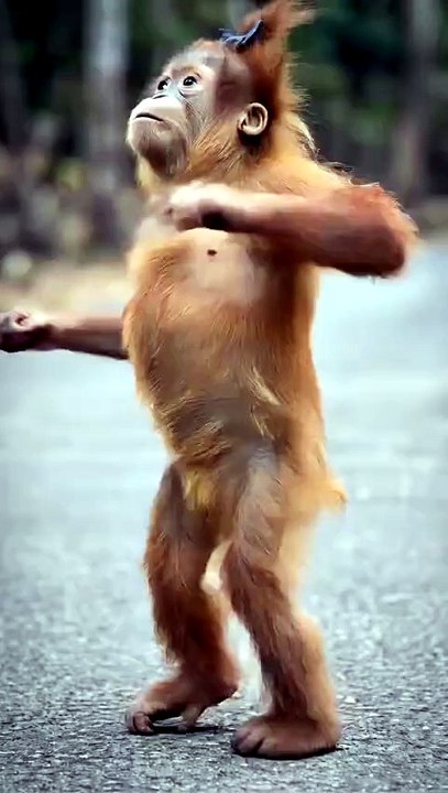 Monkey comedy