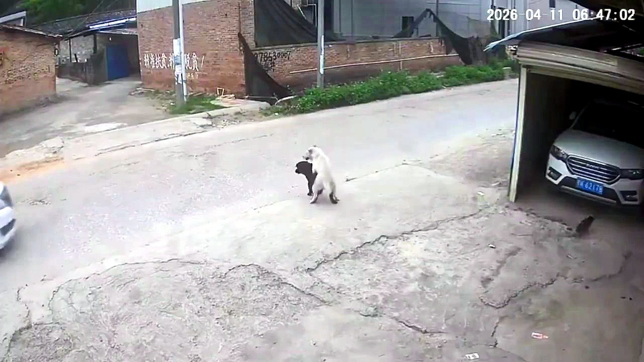 I had to watch this 5 times to see it #Animal #Dog #ViralVideo #Trend #CCTV #CaughtOnCamera #CCTVFootage