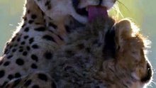 세상에서 가장 따뜻한 엄마 치타의 감동적인 사랑 Explore Nature 3