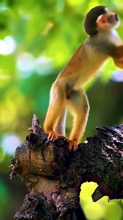 [귀여움 주의] 나무 위에서 먹이 찾는 아기 다람쥐원숭이 Nature Discovery 5