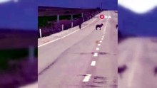 Aç kalan kurt sürüsü köy yoluna indi