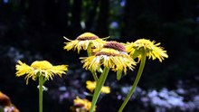 Close Up of Vibrant Yellow Wildflowers in Nature