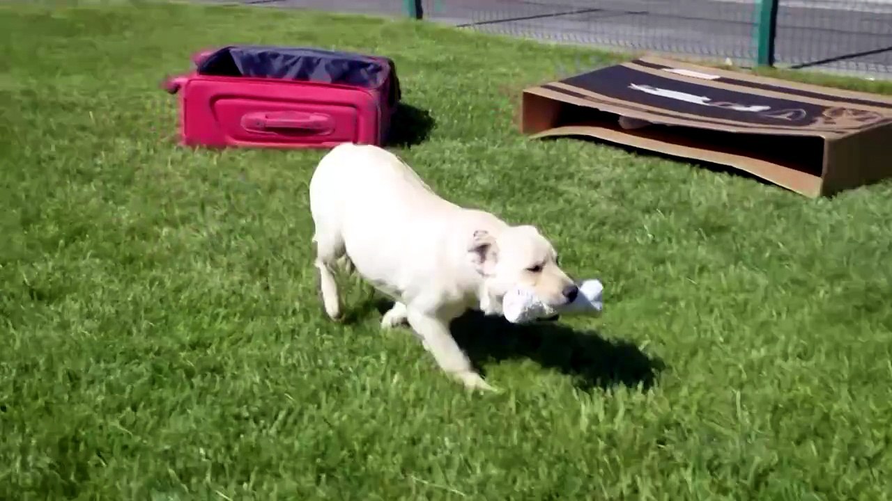 Chile customs showcases puppies training to sniff out drugs