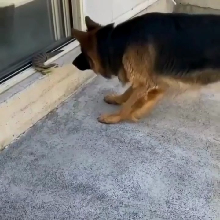 Funniest German Shepard dog funny shorts video 🤣🤣🤣🤣🤣🤣😍😍😍😍🐍🐶🐾