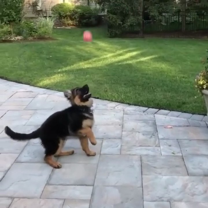 Funny German shepherd 🐶🐶🐶🐶🐾🐾🐾🐾🐾💕💕😍😍😍