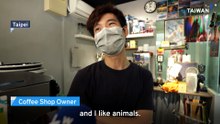 Feline Takeover: Why Cats Now Outnumber Dogs in Taiwan