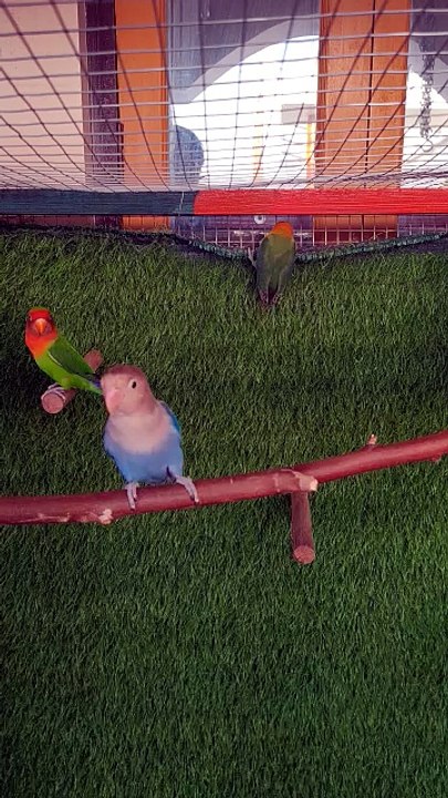 Love Birds 21/04/2026