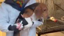 22 beagles bevrijd uit de hel van de laboratoria! 🐾💔