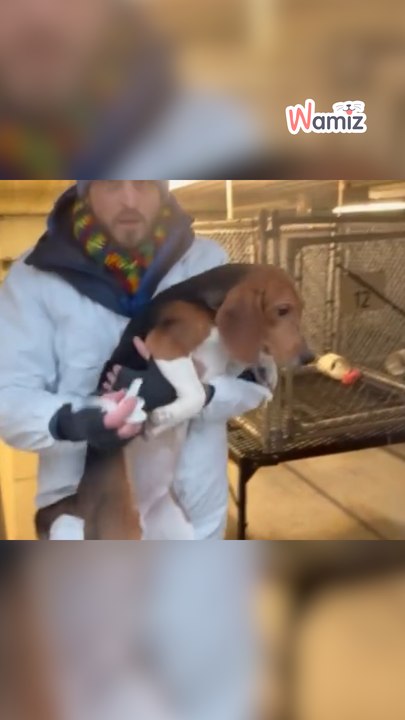 22 beagles bevrijd uit de hel van de laboratoria! 🐾💔